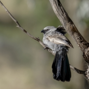 Struthidea cinerea at Bethungra, NSW - 10 Jul 2022 12:44 PM