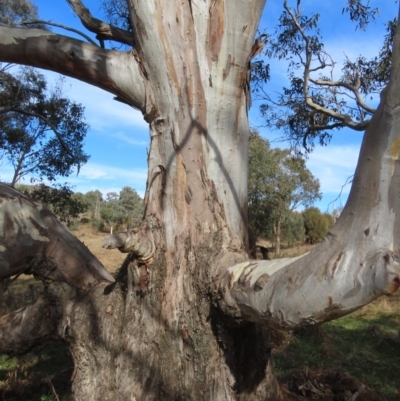 Eucalyptus blakelyi (Blakely's Red Gum) at Tuggeranong Hill - 13 Jul 2022 by owenh