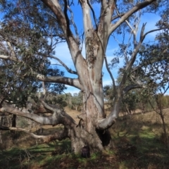 Eucalyptus blakelyi at Theodore, ACT - 13 Jul 2022
