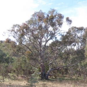 Eucalyptus blakelyi at Tuggeranong Hill - 13 Jul 2022