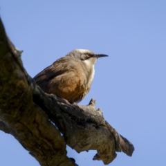 Pomatostomus temporalis temporalis (Grey-crowned Babbler) at Bethungra, NSW - 10 Jul 2022 by trevsci