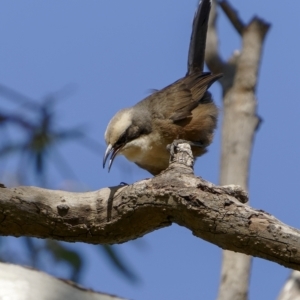 Pomatostomus temporalis temporalis at Bethungra, NSW - 10 Jul 2022 12:02 PM