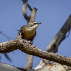 Pomatostomus temporalis temporalis at Bethungra, NSW - 10 Jul 2022 12:02 PM