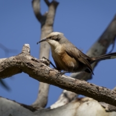 Pomatostomus temporalis temporalis at Bethungra, NSW - 10 Jul 2022