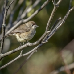 Aphelocephala leucopsis (Southern Whiteface) at Ulandra Nature Reserve - 10 Jul 2022 by trevsci