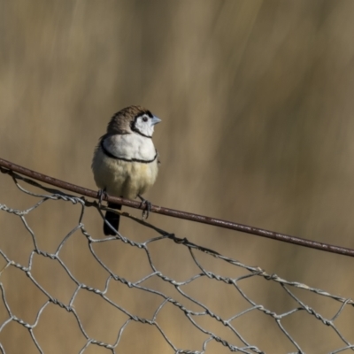 Stizoptera bichenovii (Double-barred Finch) at Ulandra Nature Reserve - 10 Jul 2022 by trevsci