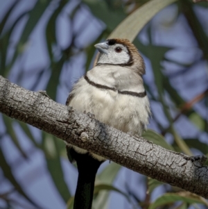 Stizoptera bichenovii at Bethungra, NSW - 10 Jul 2022