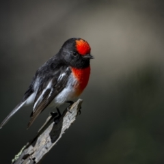Petroica goodenovii (Red-capped Robin) at Bethungra, NSW - 10 Jul 2022 by trevsci