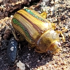 Calomela juncta (Leaf beetle) at Aranda Bushland - 13 Jul 2022 by trevorpreston