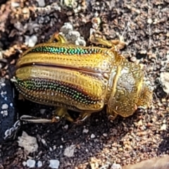 Calomela juncta at Molonglo Valley, ACT - 13 Jul 2022