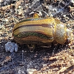 Calomela juncta at Molonglo Valley, ACT - 13 Jul 2022