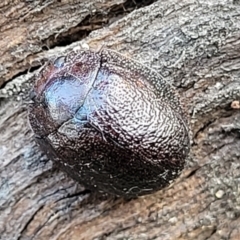 Trachymela sp. (genus) (Brown button beetle) at Aranda Bushland - 13 Jul 2022 by trevorpreston