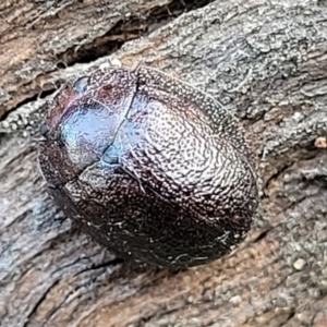 Trachymela sp. (genus) at Molonglo Valley, ACT - 13 Jul 2022