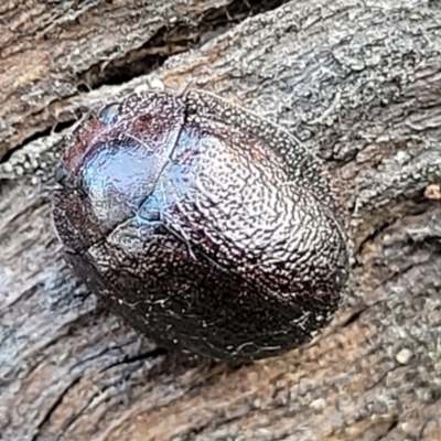 Trachymela sp. (genus) (Brown button beetle) at Aranda Bushland - 13 Jul 2022 by trevorpreston