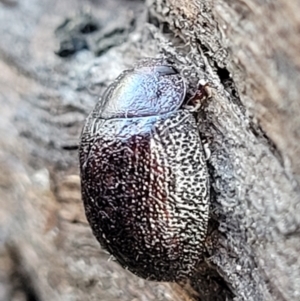 Trachymela sp. (genus) at Molonglo Valley, ACT - 13 Jul 2022 02:20 PM