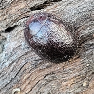 Trachymela sp. (genus) at Molonglo Valley, ACT - 13 Jul 2022