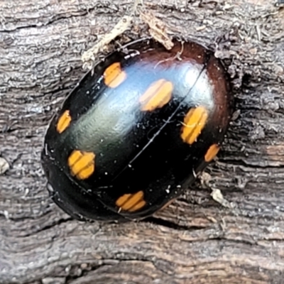 Paropsisterna octosignata (Eucalyptus leaf beetle) at Aranda Bushland - 13 Jul 2022 by trevorpreston