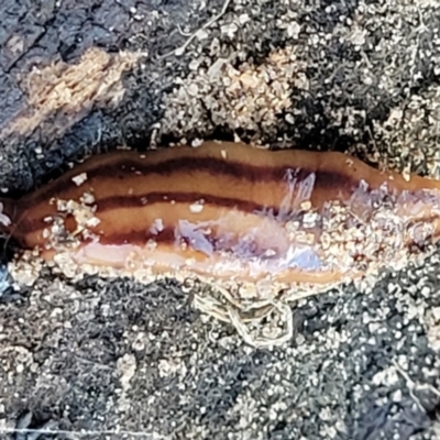 Anzoplana trilineata (A Flatworm) at Aranda Bushland - 13 Jul 2022 by trevorpreston