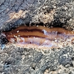 Anzoplana trilineata at Molonglo Valley, ACT - 13 Jul 2022 02:18 PM