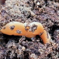 Australoplana alba at Molonglo Valley, ACT - 13 Jul 2022