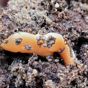 Australoplana alba at Molonglo Valley, ACT - 13 Jul 2022