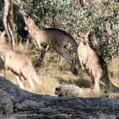 Macropus giganteus (Eastern Grey Kangaroo) at Aranda Bushland - 13 Jul 2022 by trevorpreston