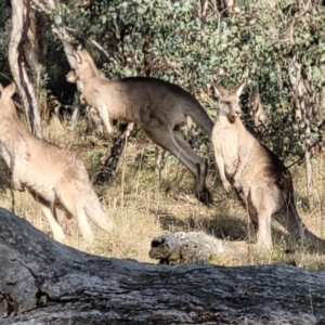 Macropus giganteus at Molonglo Valley, ACT - 13 Jul 2022 02:17 PM