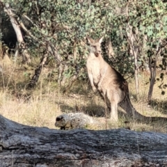 Macropus giganteus at Molonglo Valley, ACT - 13 Jul 2022 02:17 PM