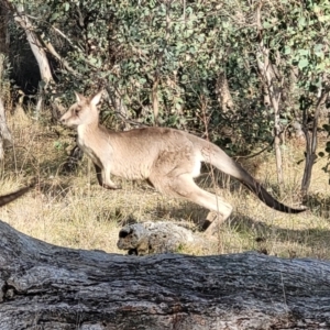 Macropus giganteus at Molonglo Valley, ACT - 13 Jul 2022 02:17 PM