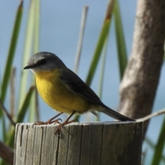 Eopsaltria australis (Eastern Yellow Robin) at Narooma, NSW - 13 Jul 2022 by GlossyGal