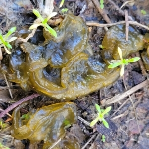 Nostoc sp. (genus) at Molonglo Valley, ACT - 13 Jul 2022