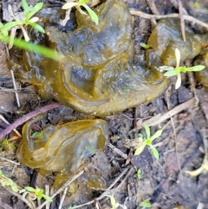 Nostoc sp. (genus) at Molonglo Valley, ACT - 13 Jul 2022