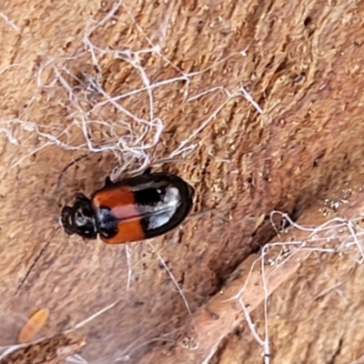 Monolepta minima (Leaf beetle) at Cook, ACT - 13 Jul 2022 by trevorpreston