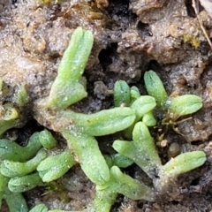 Riccia subbifurca (Liverwort) at Aranda Bushland - 13 Jul 2022 by trevorpreston