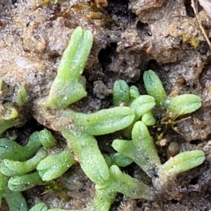 Riccia subbifurca at Molonglo Valley, ACT - 13 Jul 2022 02:42 PM