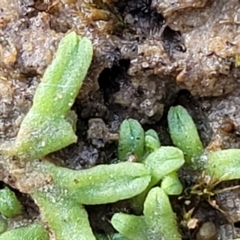 Riccia subbifurca at Molonglo Valley, ACT - 13 Jul 2022