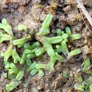 Riccia subbifurca at Molonglo Valley, ACT - 13 Jul 2022 02:42 PM