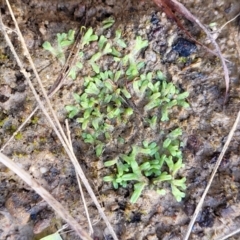 Riccia subbifurca at Molonglo Valley, ACT - 13 Jul 2022 02:42 PM