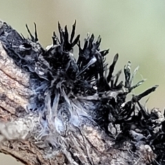 Septobasidium clelandii [Harpographium state] at Aranda Bushland - 13 Jul 2022 by trevorpreston