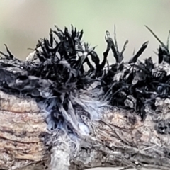 Septobasidium clelandii [Harpographium state] at Molonglo Valley, ACT - 13 Jul 2022