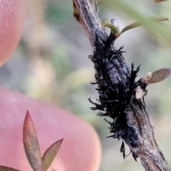 Septobasidium clelandii [Harpographium state] at Molonglo Valley, ACT - 13 Jul 2022