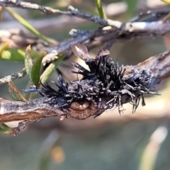 Septobasidium clelandii [Harpographium state] at Molonglo Valley, ACT - 13 Jul 2022 02:35 PM