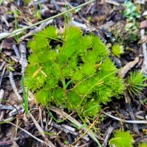 Rosulabryum sp. at Molonglo Valley, ACT - 13 Jul 2022