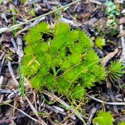 Rosulabryum sp. (A moss) at Molonglo Valley, ACT - 13 Jul 2022 by trevorpreston