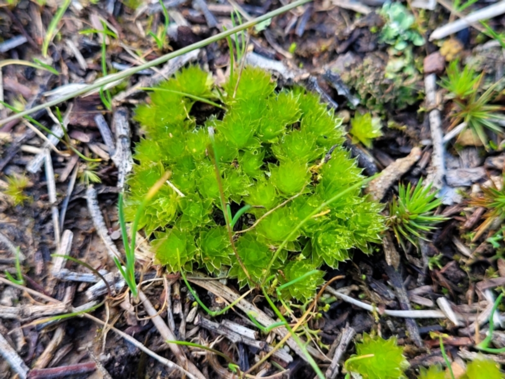 Rosulabryum sp. at Molonglo Valley, ACT - 13 Jul 2022