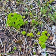 Rosulabryum sp. at Molonglo Valley, ACT - 13 Jul 2022