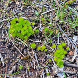 Rosulabryum sp. at Molonglo Valley, ACT - 13 Jul 2022