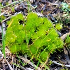 Rosulabryum sp. at Molonglo Valley, ACT - 13 Jul 2022 02:11 PM