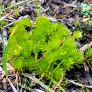 Rosulabryum sp. at Molonglo Valley, ACT - 13 Jul 2022