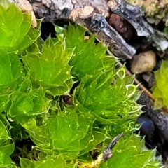 Rosulabryum sp. at Molonglo Valley, ACT - 13 Jul 2022 02:11 PM